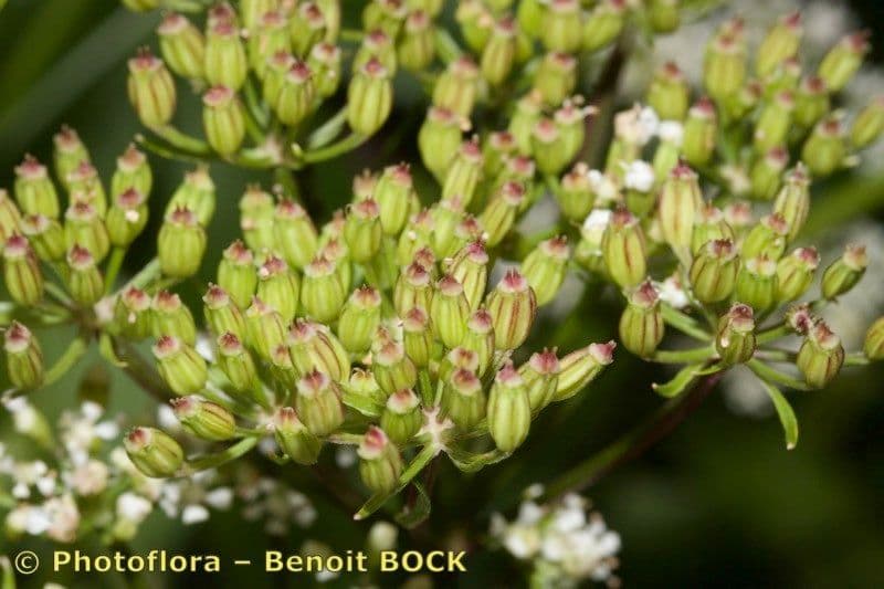 Ligusticum scoticum 2