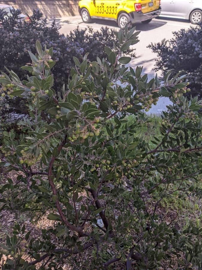 Manzanita 18
