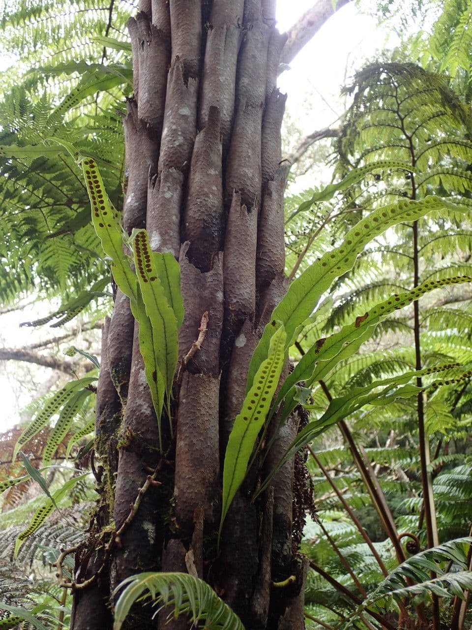 Lepisorus 11