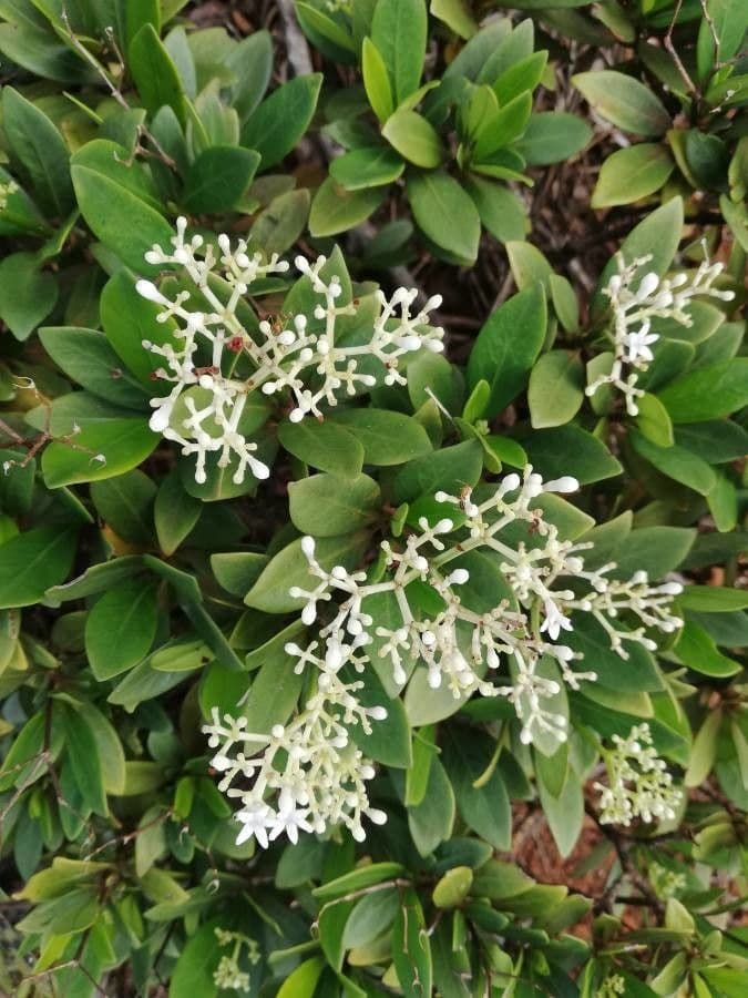 Psychotria 3