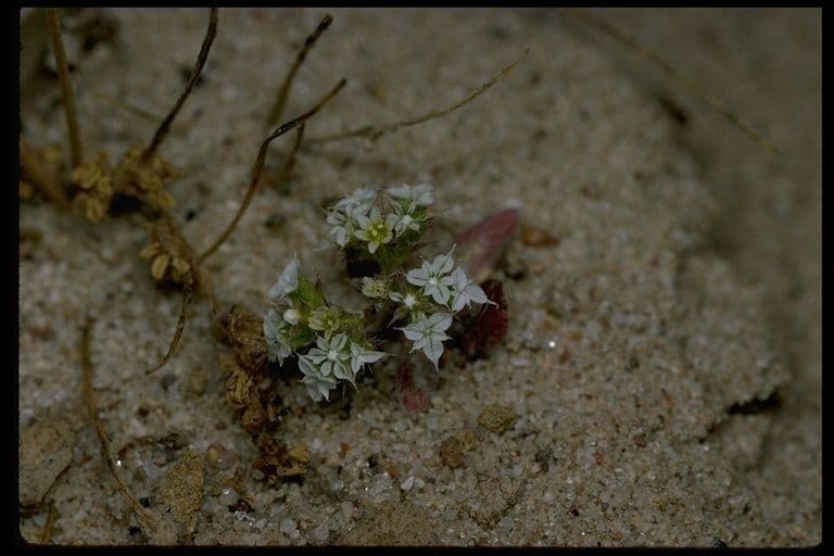 Chorizanthe diffusa