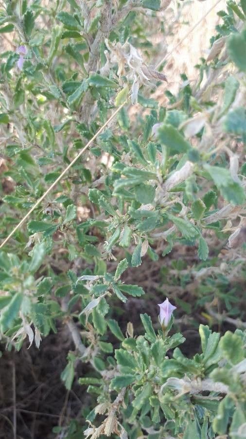 Ononide tridentata 17