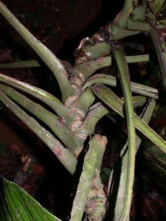 Rhodospatha 12