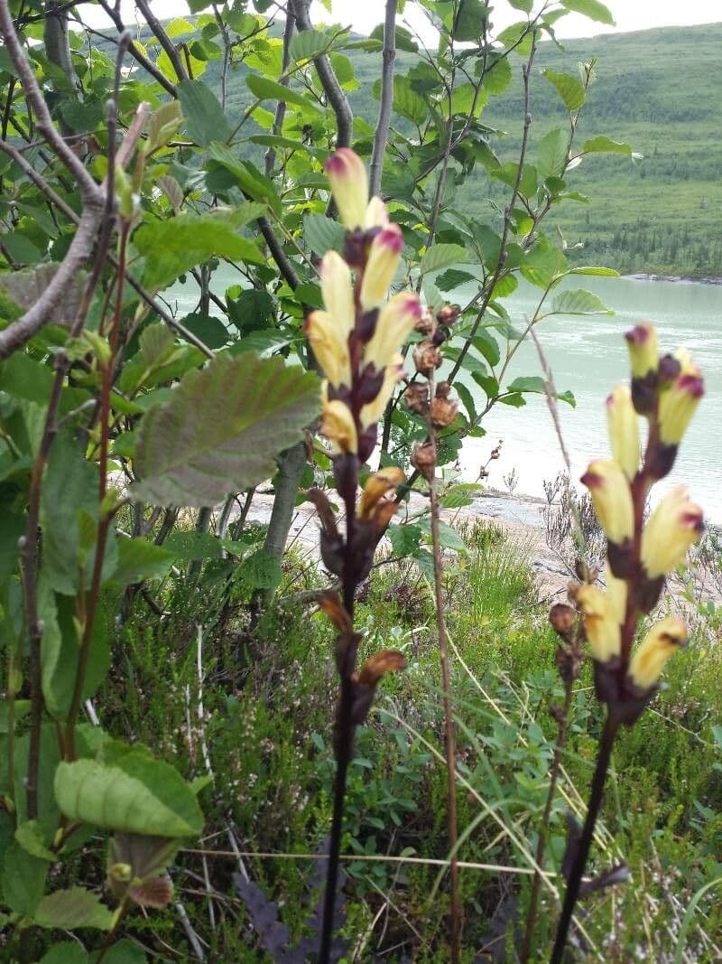 Pedicularis sceptrum-carolinum 13