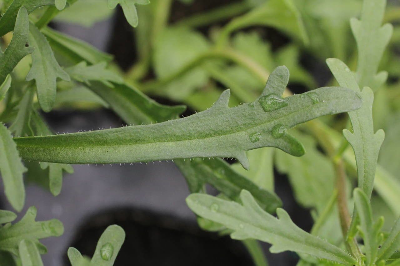 Iberka okolíkatá 17