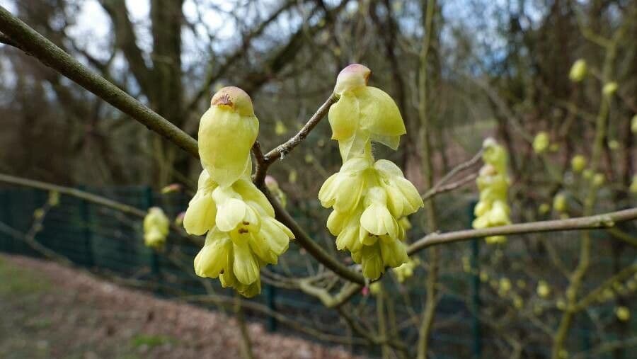 Corylopsis 4