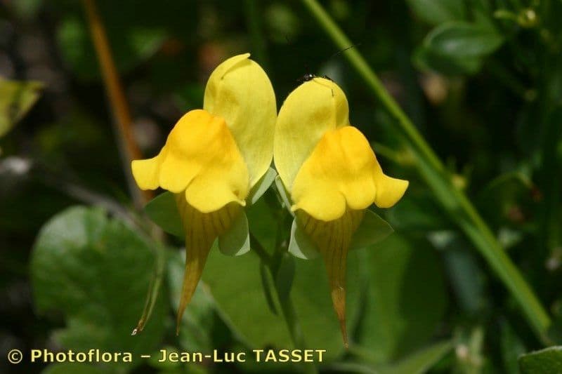 Linaria