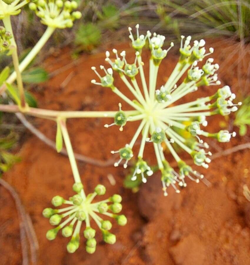 Myodocarpus 6