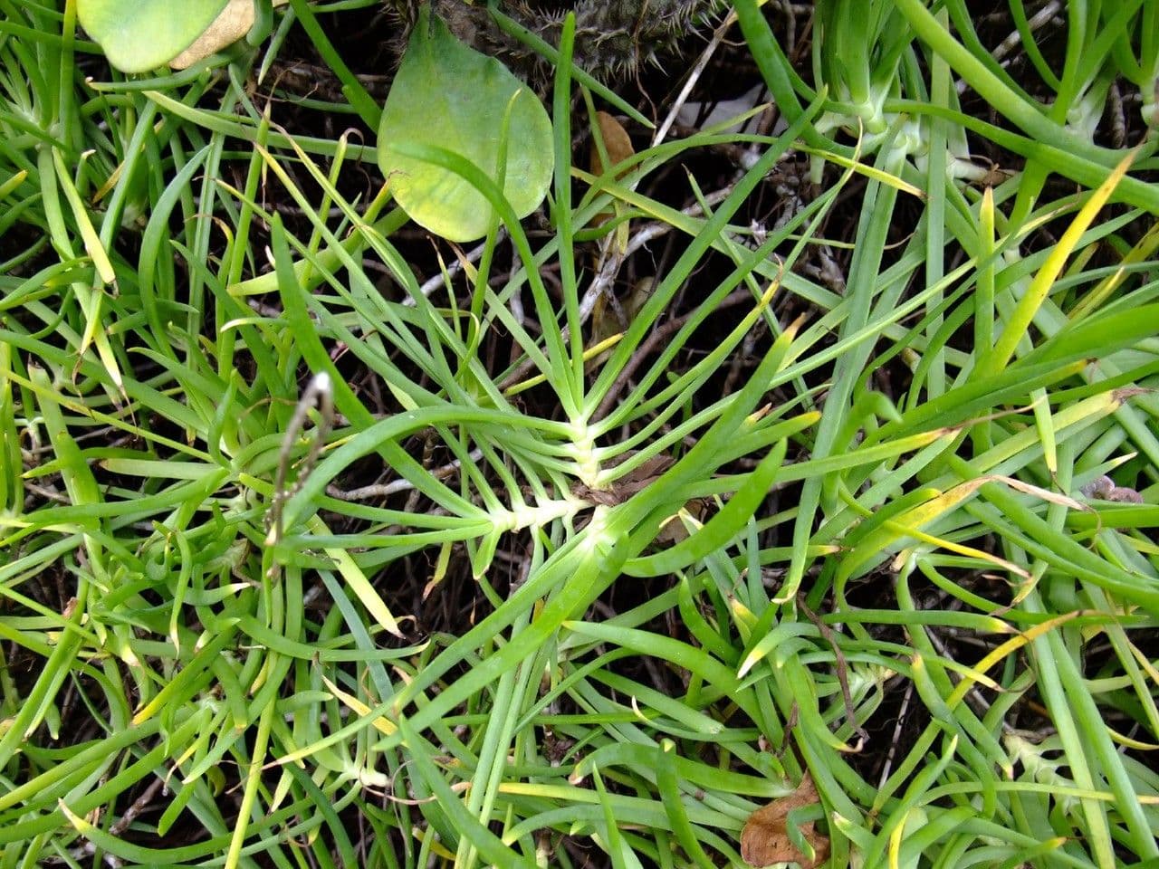 Bulbine arbustiva 14