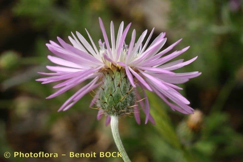 Volutaria spinosa 5