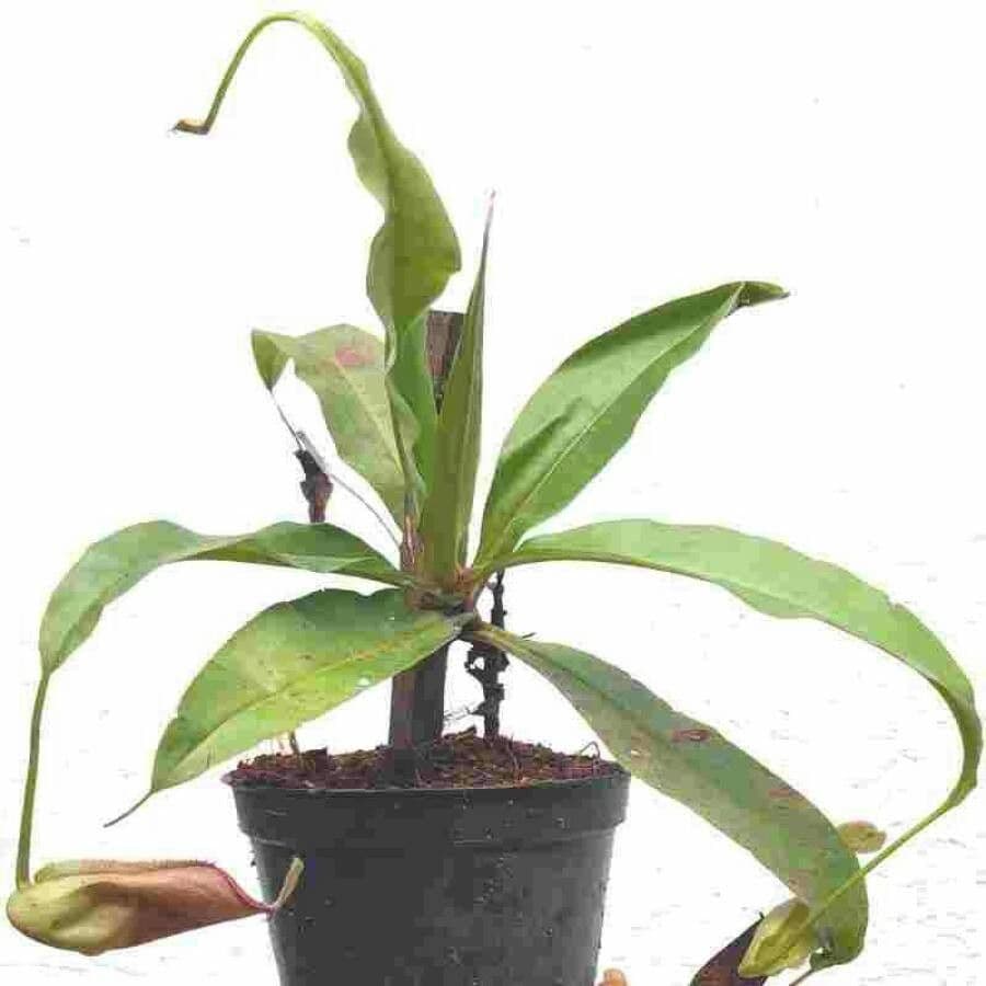 Pianta brocca mirabile 6