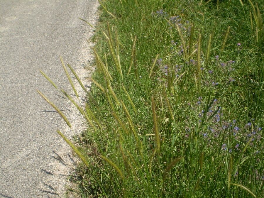Orzo bulboso 3