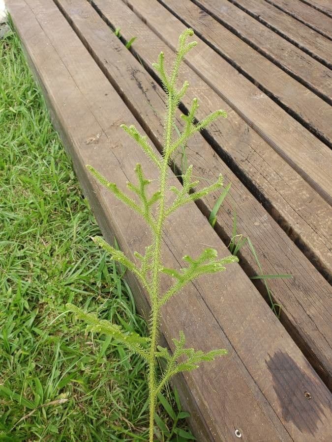 Lycopodiella cernua 11