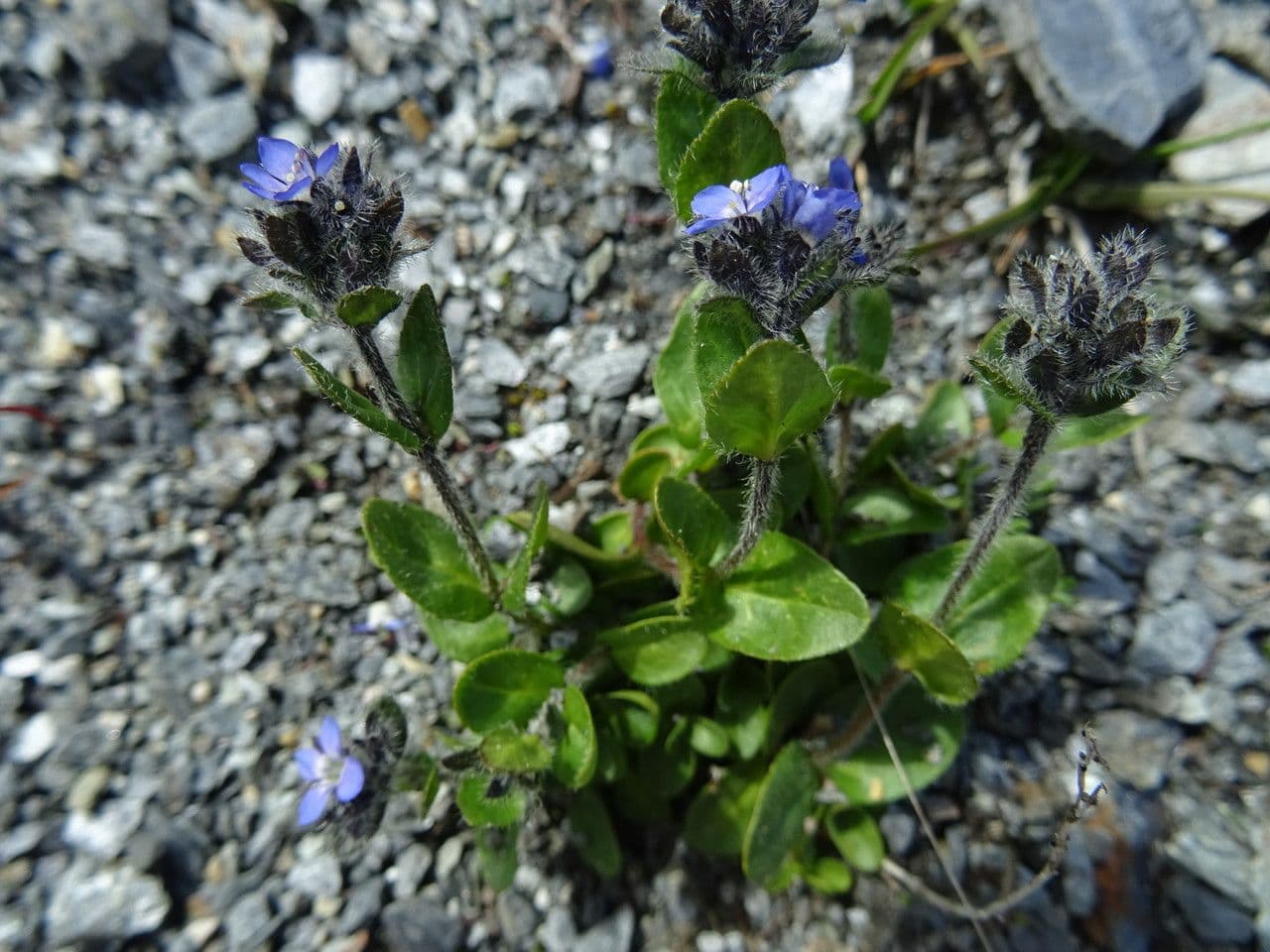 Veronica alpina 15