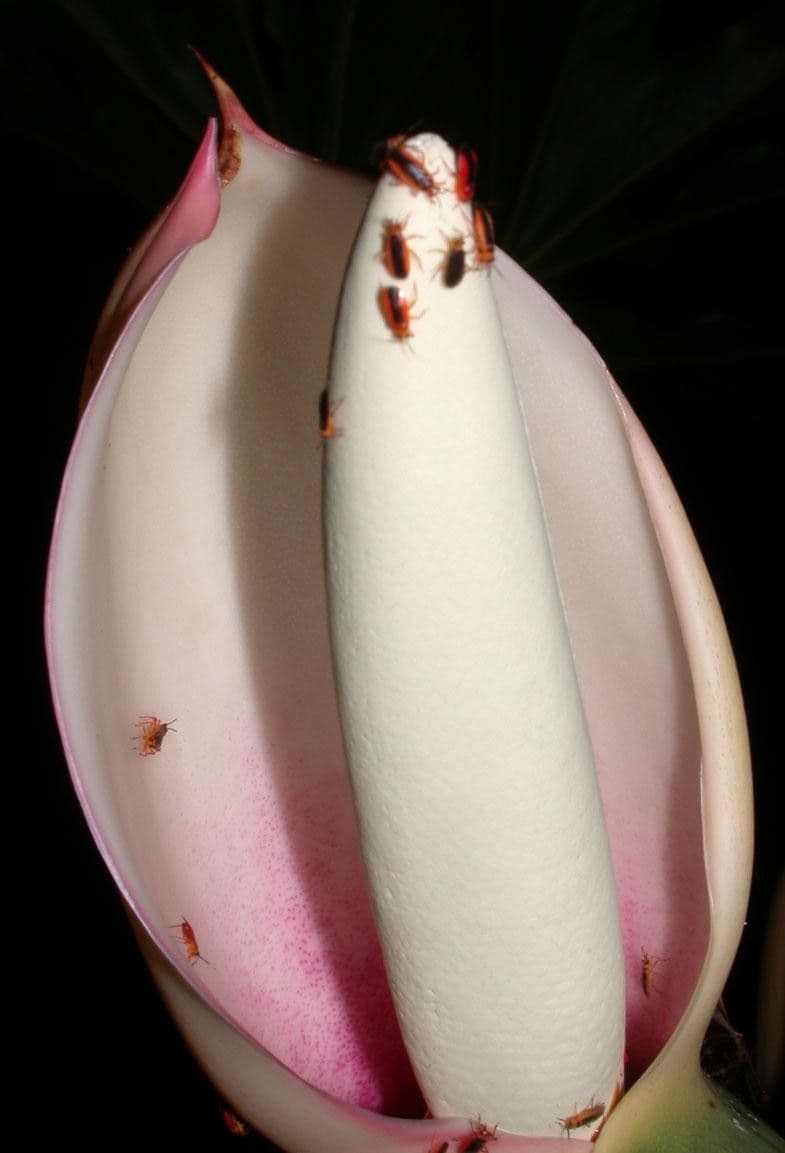Philodendron