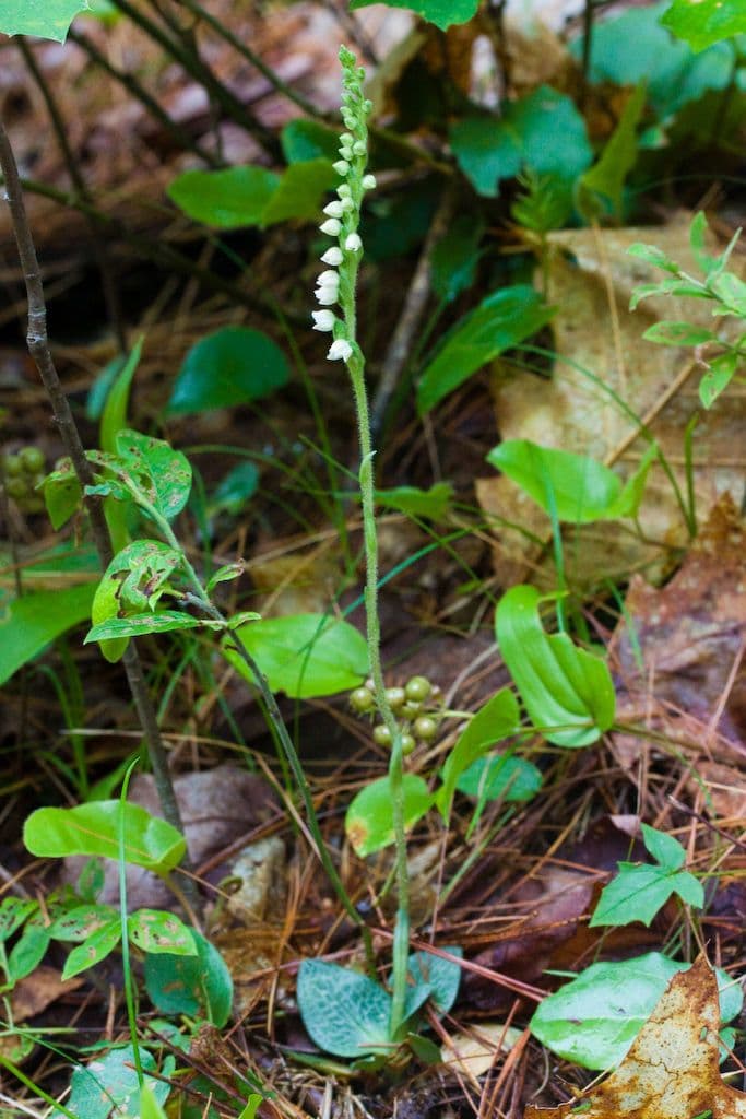 Goodyera tesselata 7