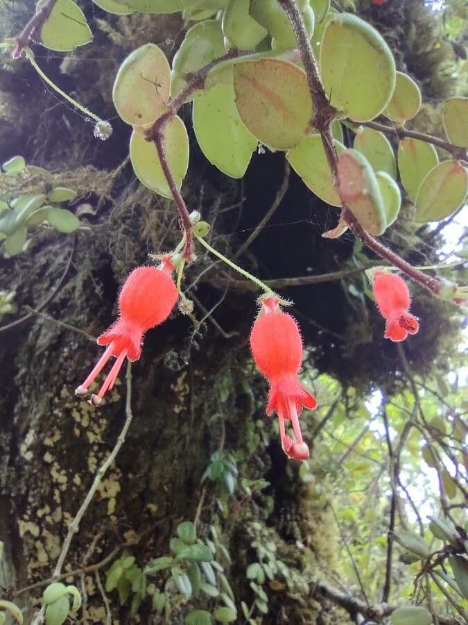 Sarmienta 2