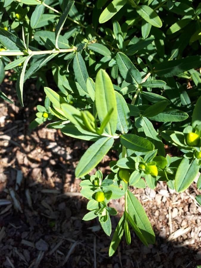 Millepertuis frondant 19