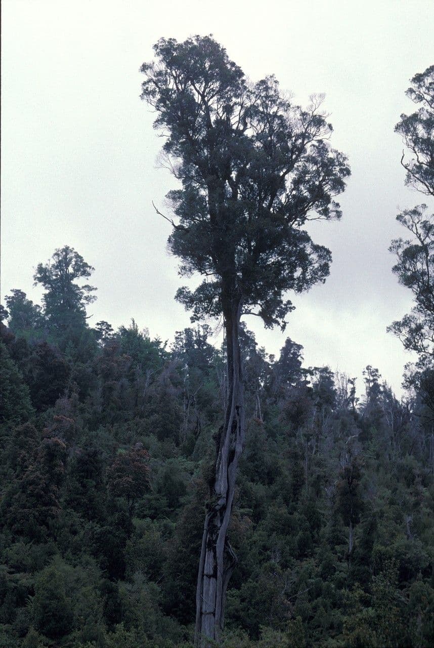 Metrosideros robusta 4