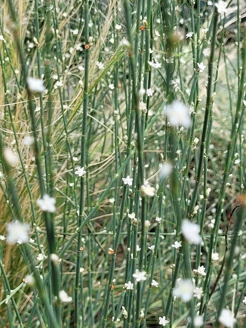 Polygonum 12