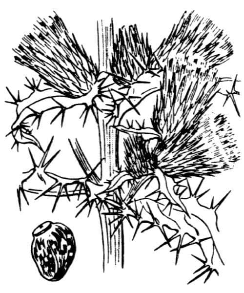 Ptilostemon casabonae 25