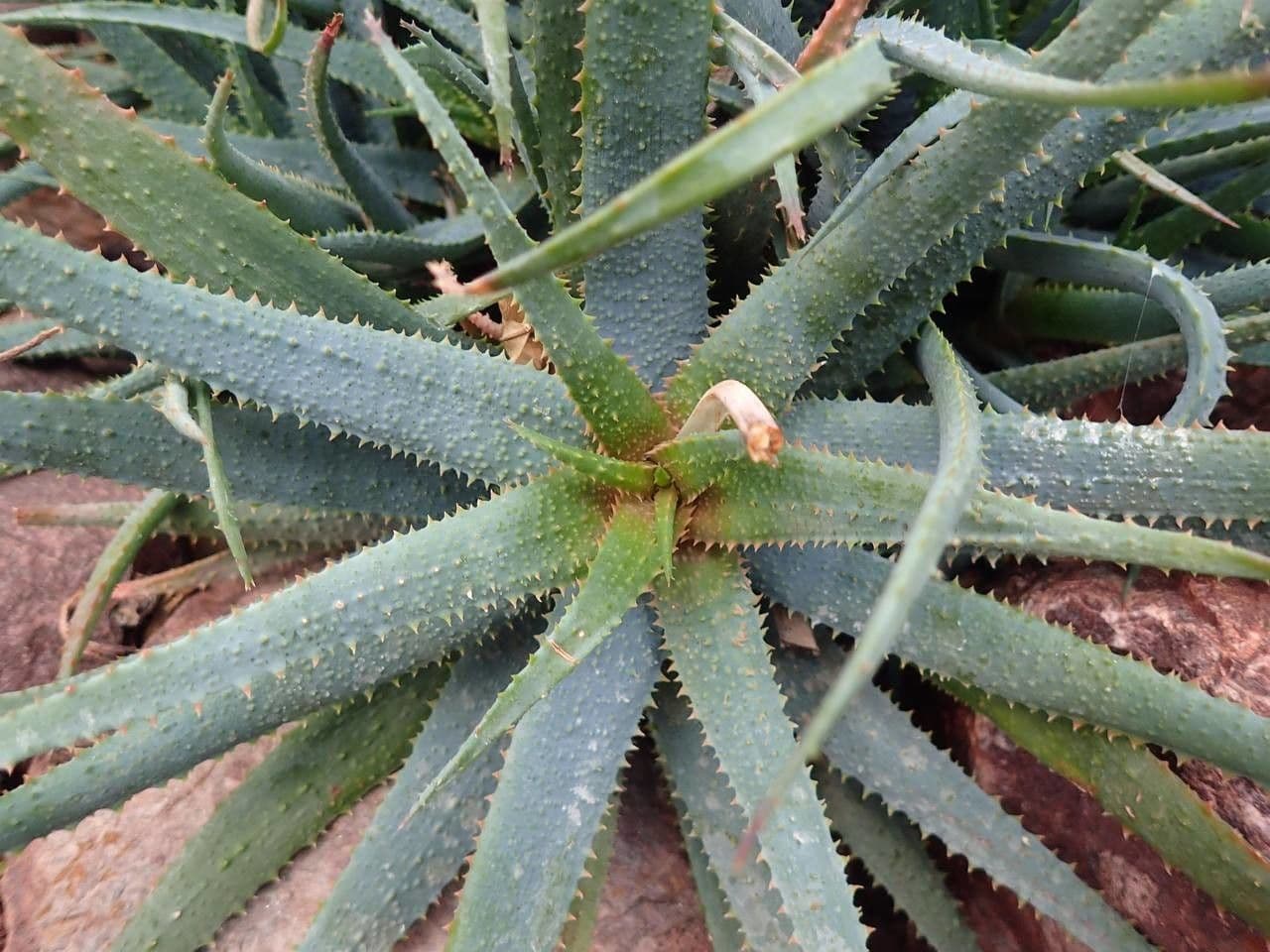 Aloe 3