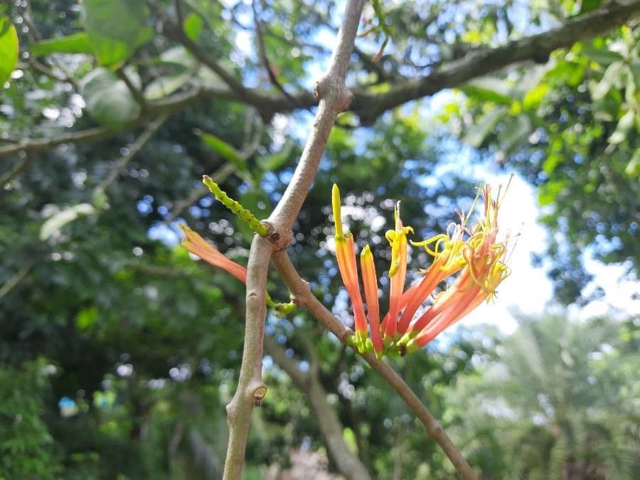 Dendrophthoe 4
