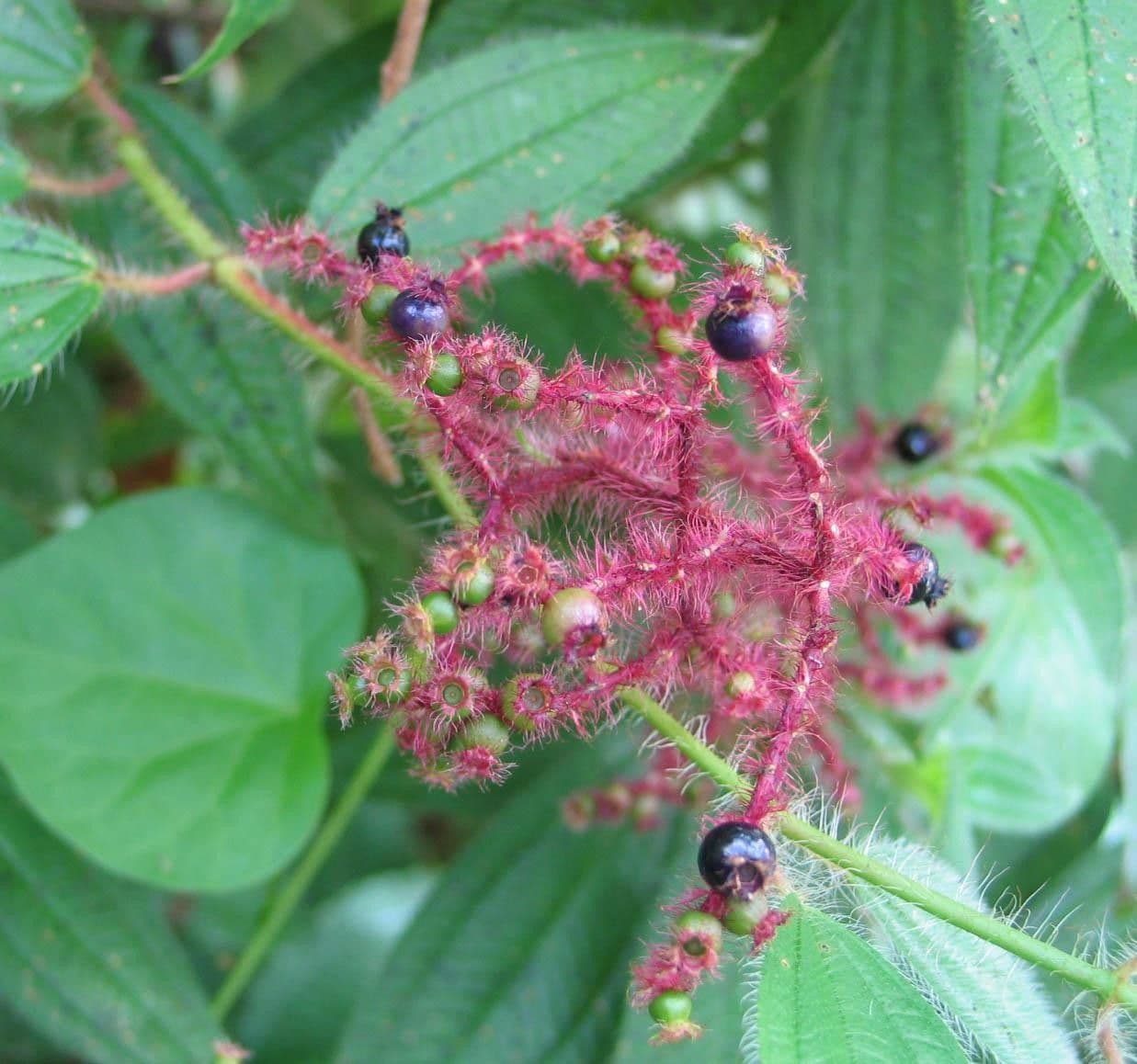 Miconia 3