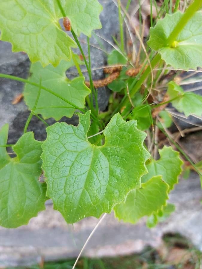 Plantain-leaf leopard's-bane 14