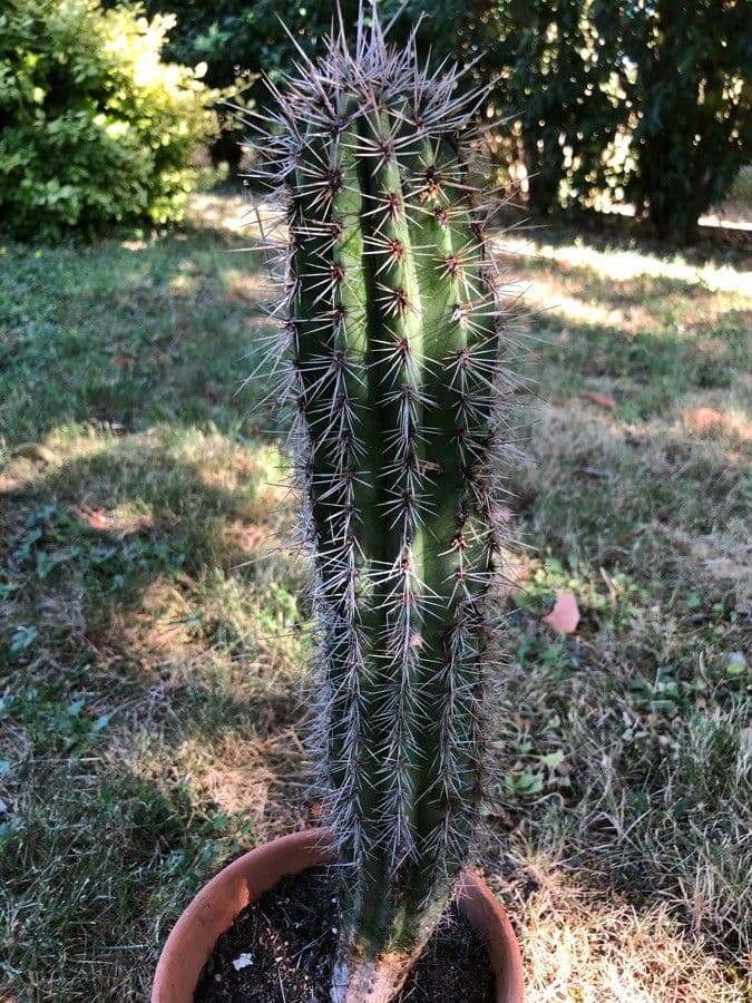 Sahuaro 4