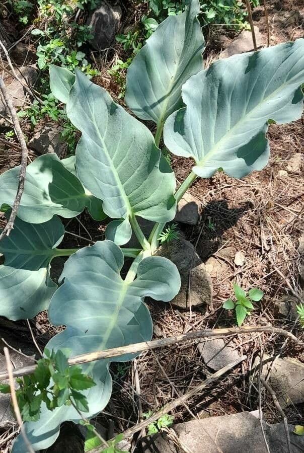 Synandrospadix 3