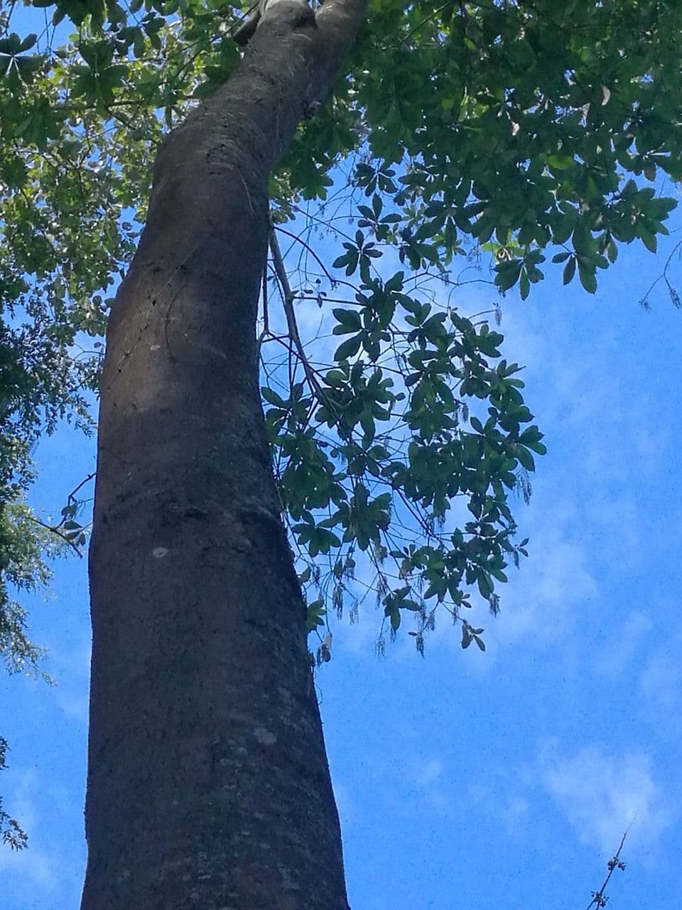 Alstonia 14