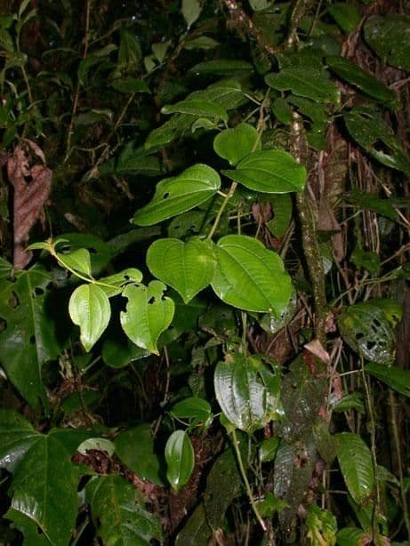 Adelobotrys 15