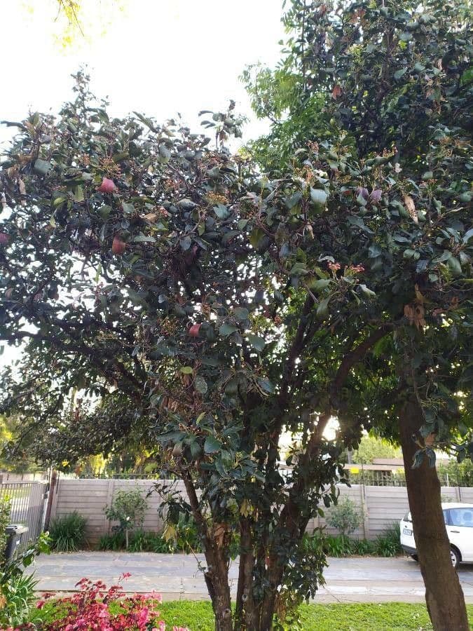 Photinia serrata 29
