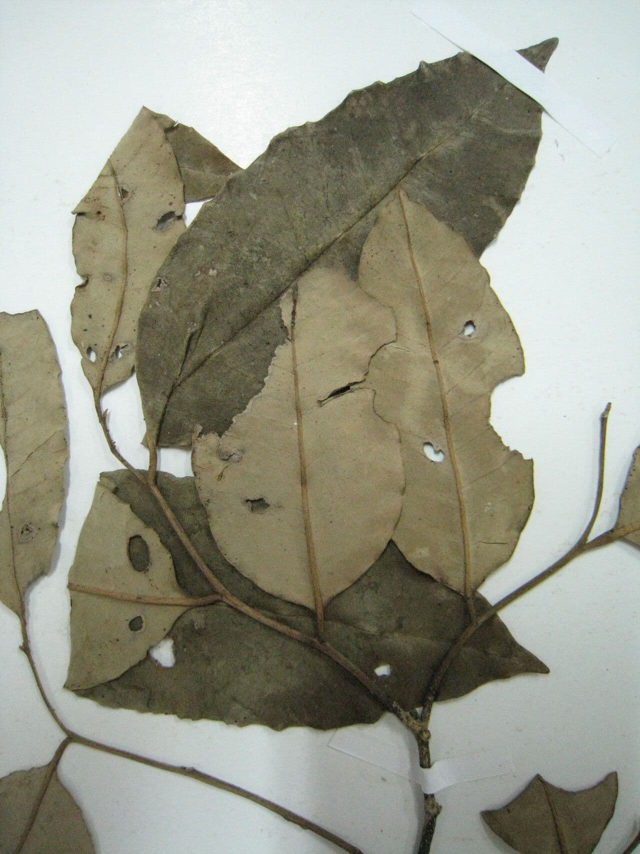 Perillo 8