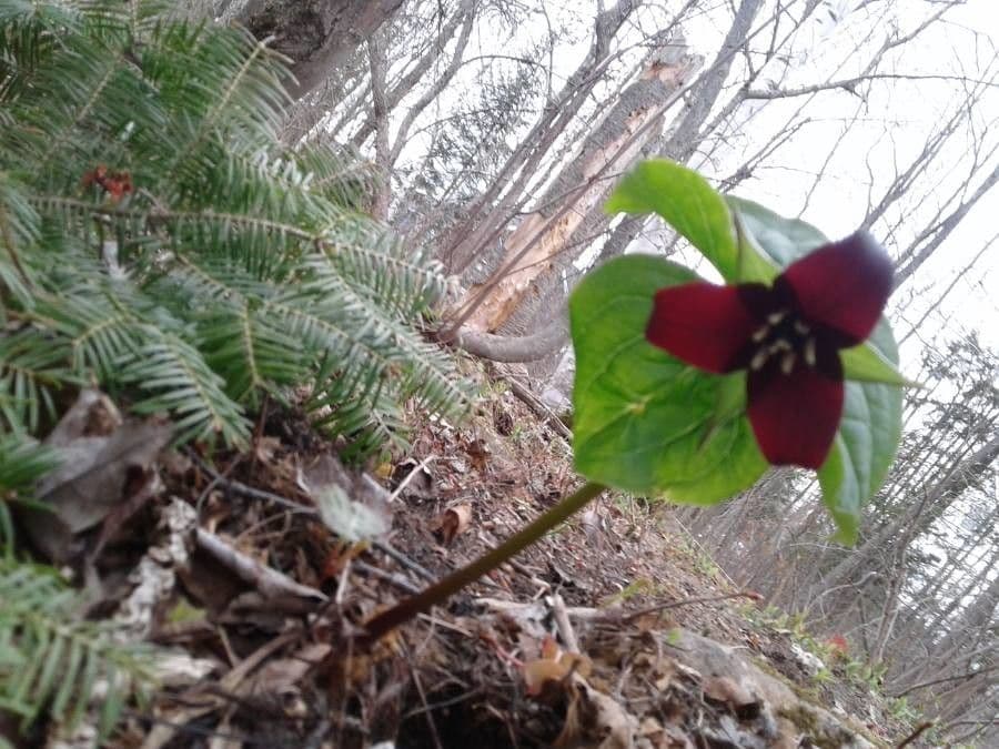 Trillium dulce 3