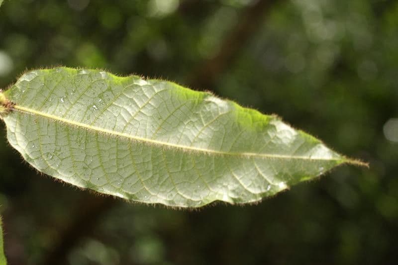 Hirtella 4