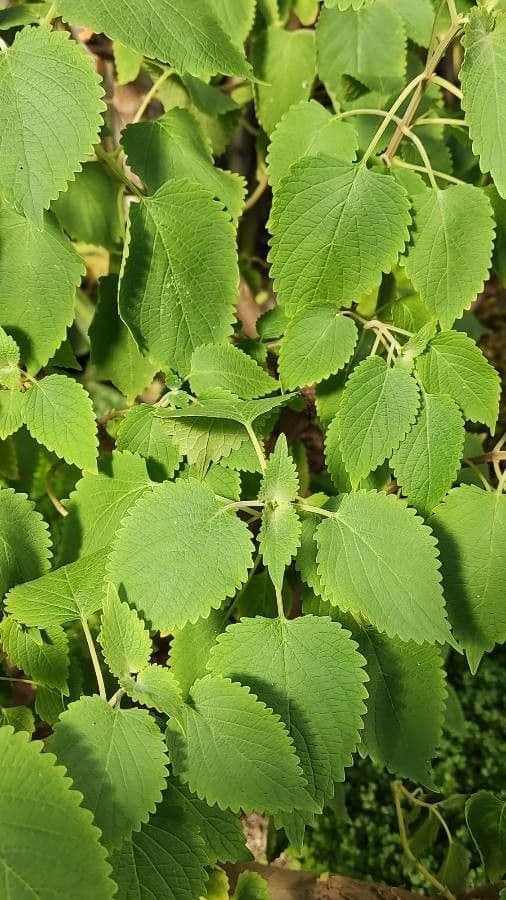Pycnostachys 2