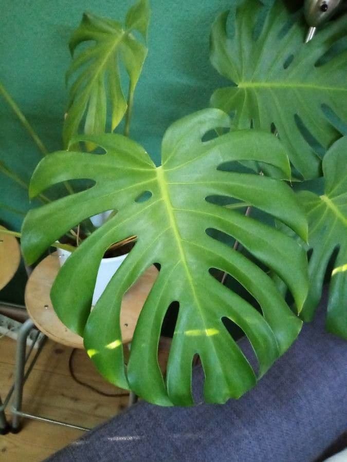 Monstera lahodná 20
