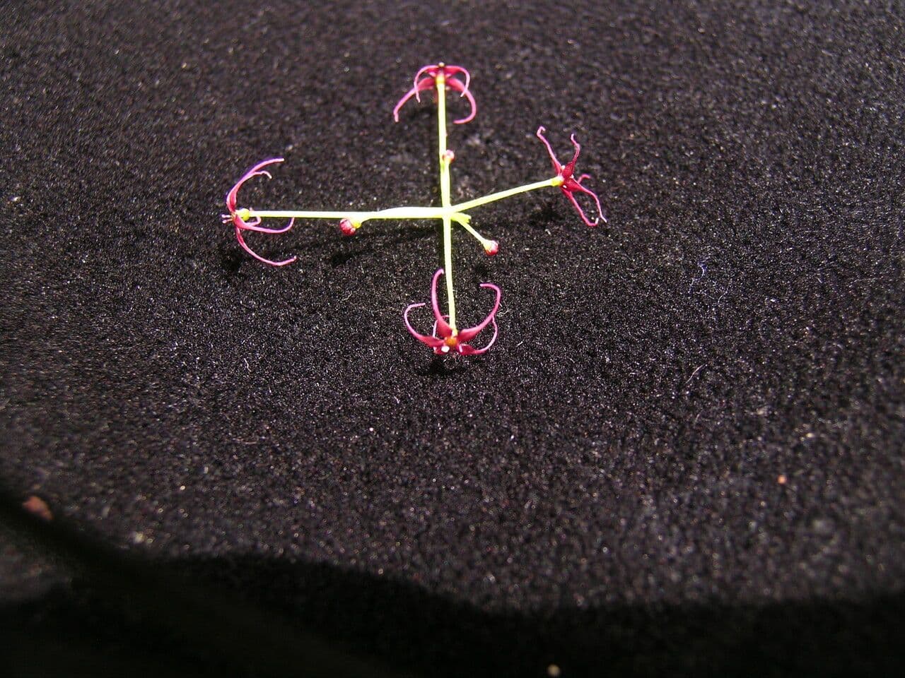 Acronema 3