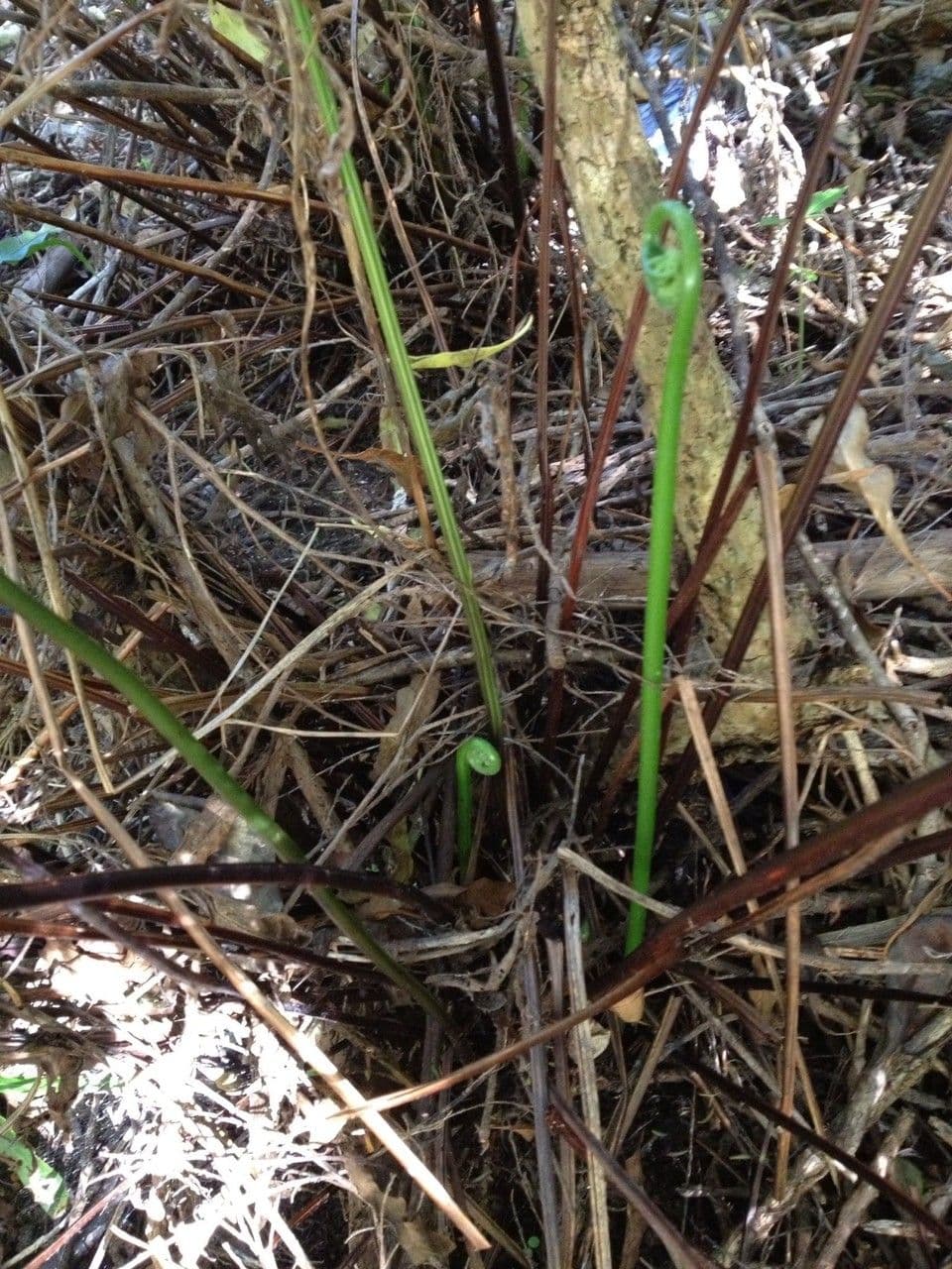 Pteris tremula 2