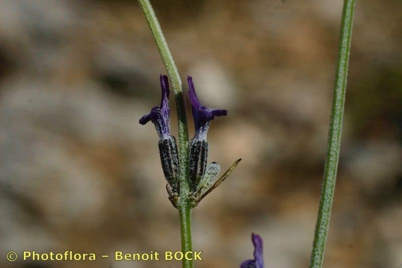 Lavanda lanata