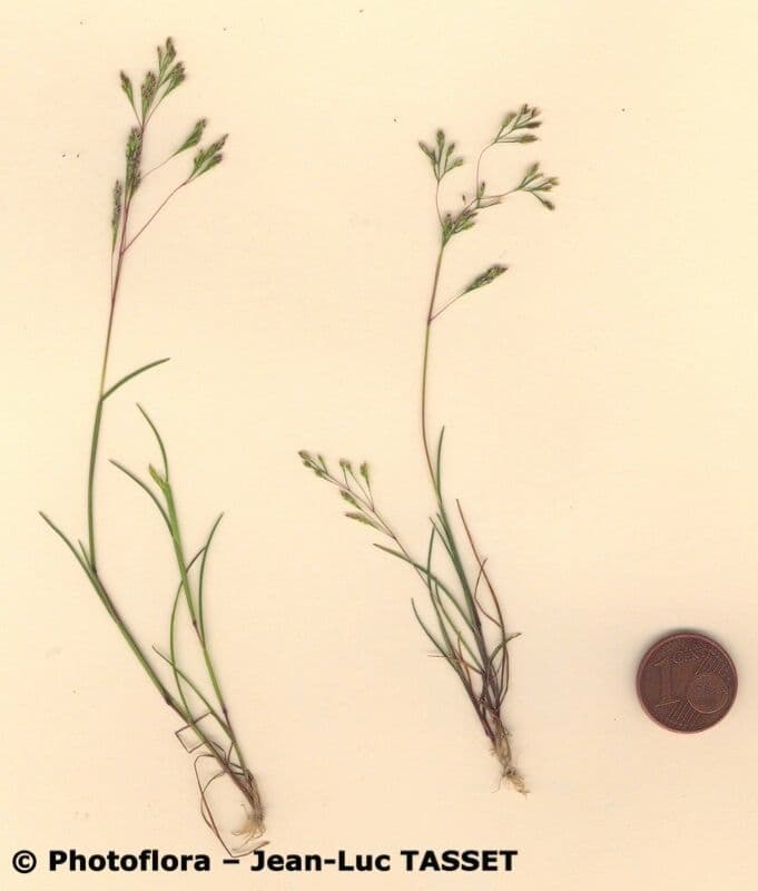 Sphenopus divaricatus 8