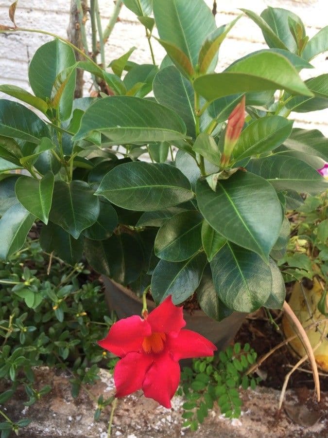 Mandevilla 10