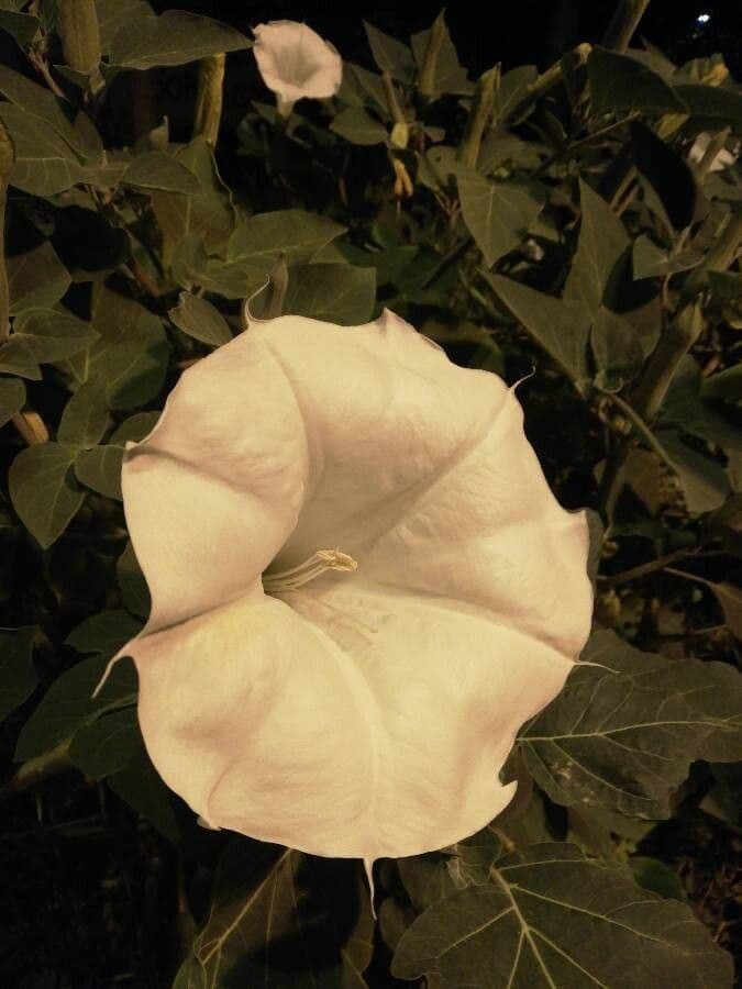 Datura di Wright 9