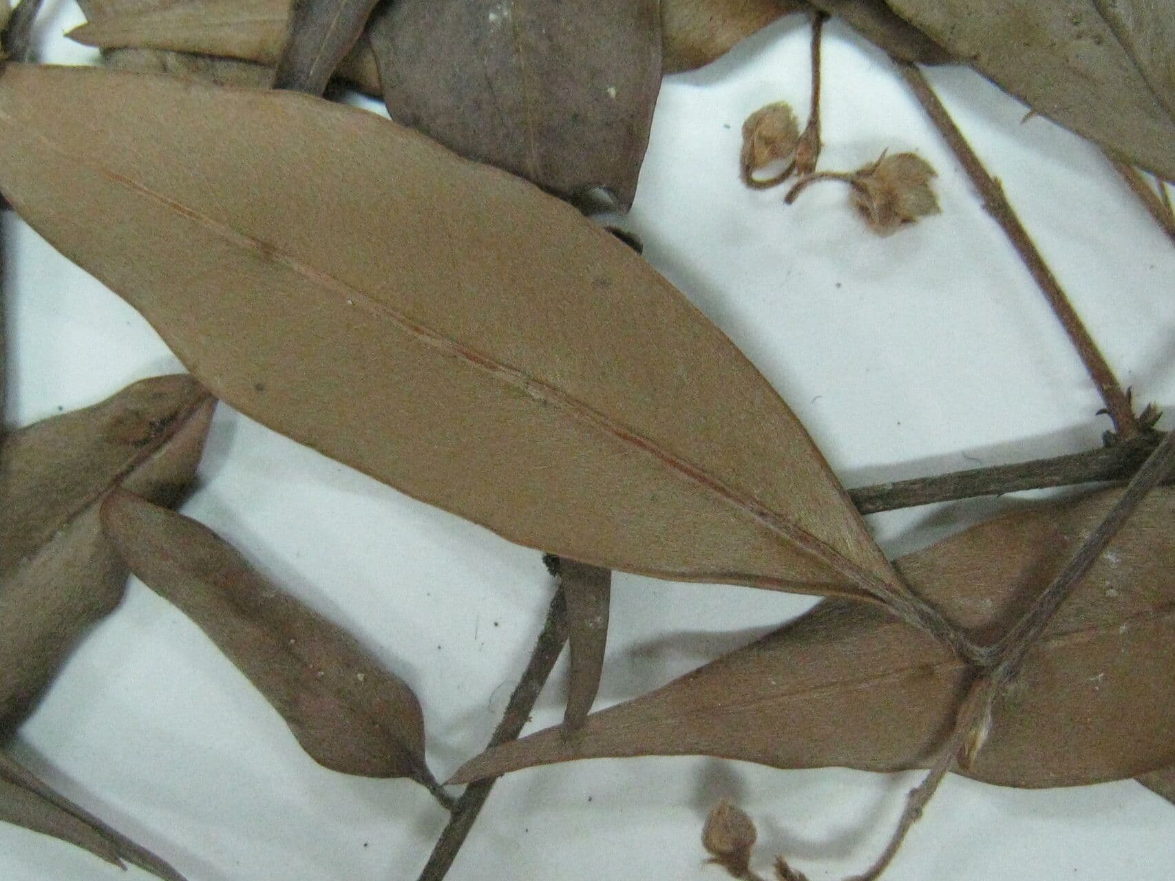 Eugenia biflora 8