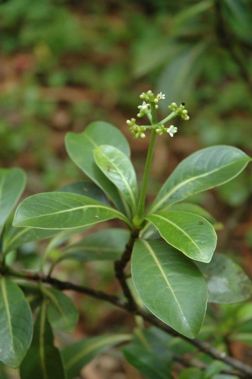 Psychotria 6