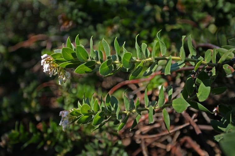 Arctostaphylos 6