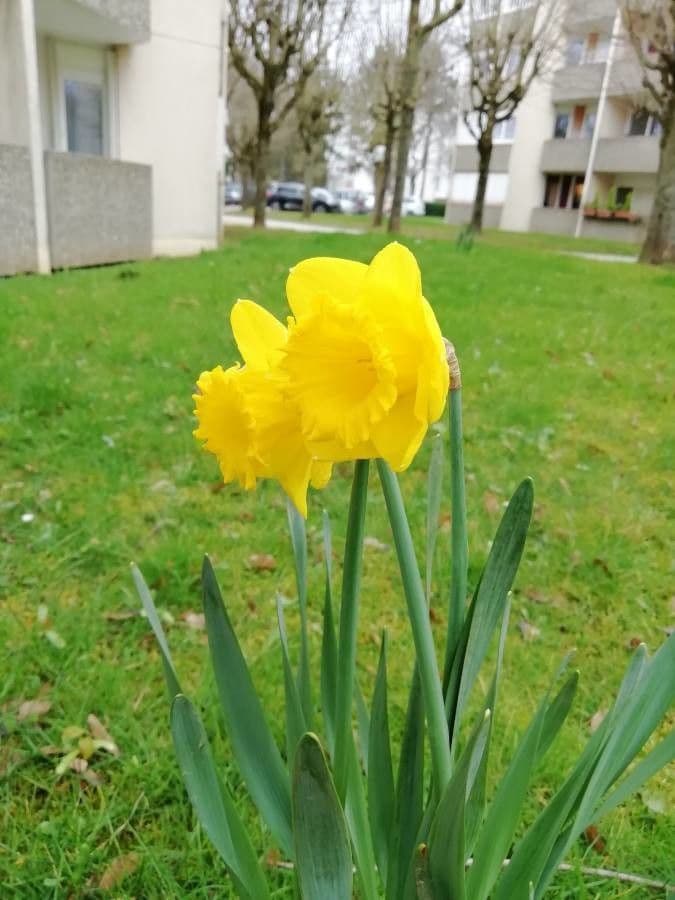Narciso trombetta 25