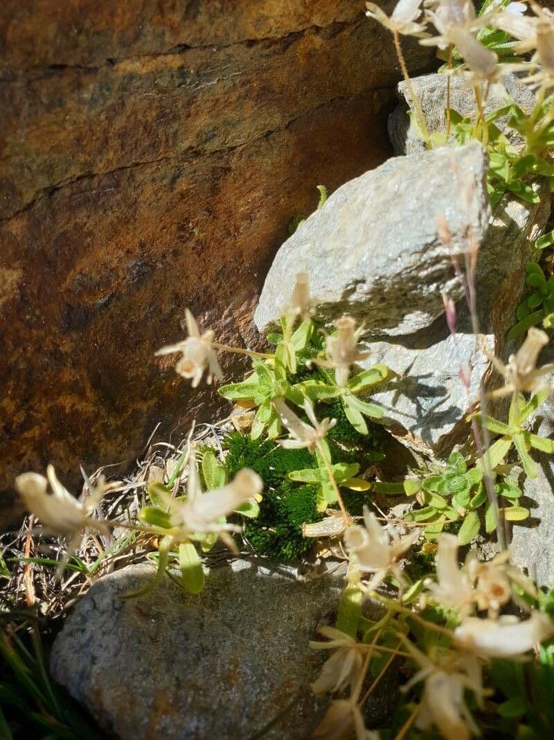 Cerastium 14